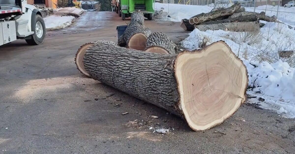 Emergency tree service after storm damage in Plainview NY