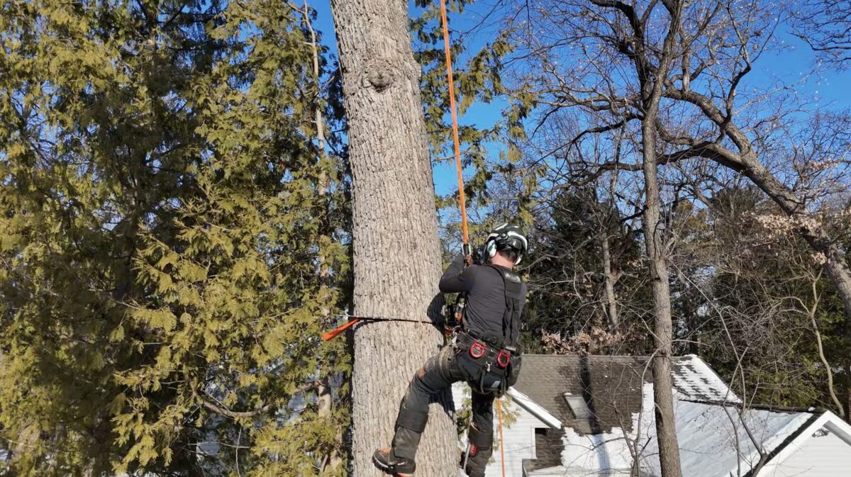 Tree removal crew working in Plainview NY